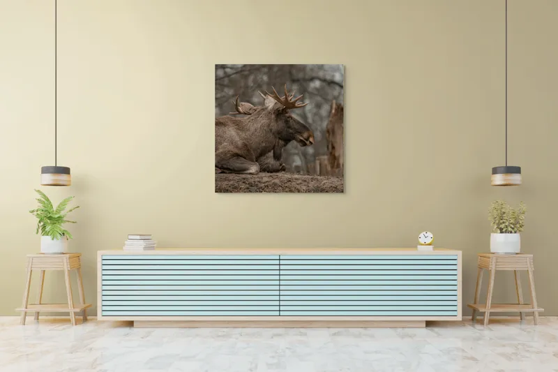 Tablou Canvas, "Elan odihnindu-se pe pământ tomnatic", Eu, Alce, Odihnitor, Crengi, Pământ, Copaci, Cer, Statornic., 100 x 100 cm – poza 5