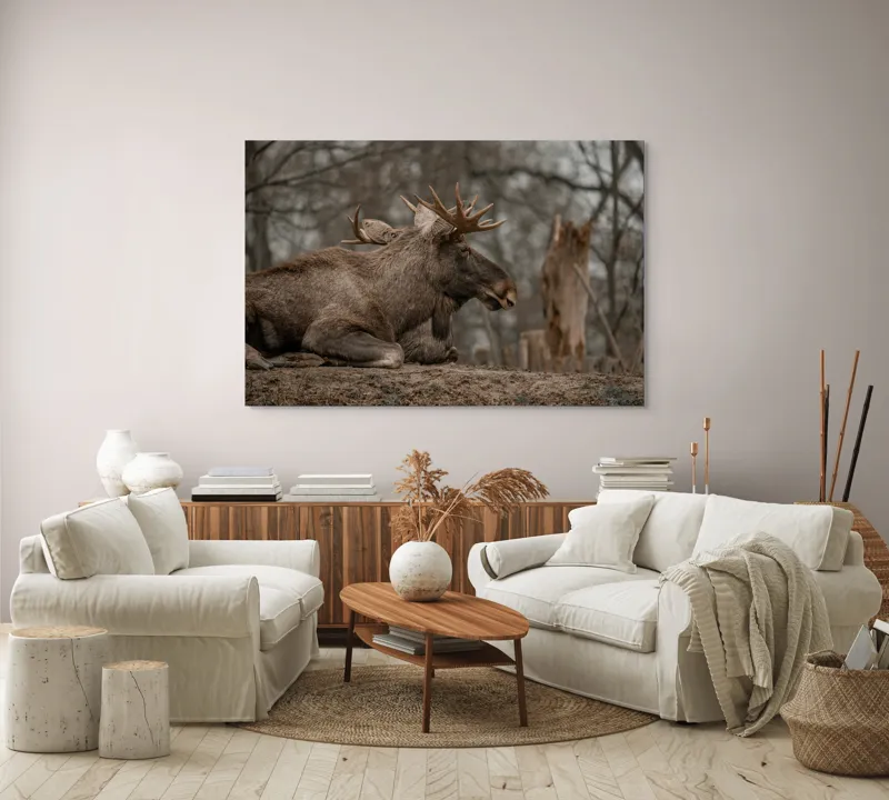 Tablou Canvas, "Elan odihnindu-se pe pământ tomnatic", Eu, Alce, Odihnitor, Crengi, Pământ, Copaci, Cer, Statornic., 150 x 100 cm – poza 3