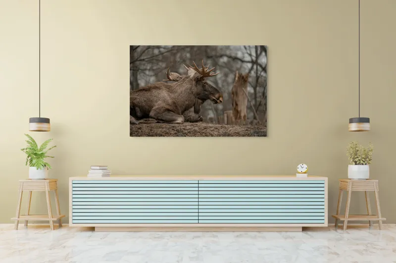 Tablou Canvas, "Elan odihnindu-se pe pământ tomnatic", Eu, Alce, Odihnitor, Crengi, Pământ, Copaci, Cer, Statornic., 150 x 100 cm – poza 6