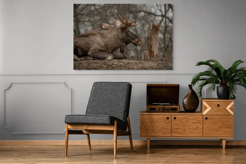 Tablou Canvas, "Elan odihnindu-se pe pământ tomnatic", Eu, Alce, Odihnitor, Crengi, Pământ, Copaci, Cer, Statornic., 150 x 100 cm – poza 8