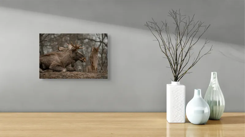 Tablou Canvas, "Elan odihnindu-se pe pământ tomnatic", Eu, Alce, Odihnitor, Crengi, Pământ, Copaci, Cer, Statornic., 39 x 26 cm – poza 8