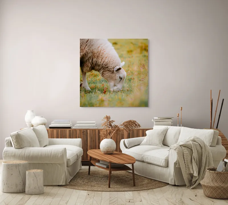 Tablou Canvas, "Oaia paște în liniștea pășunii", Oi, Pajiște, Verde, Blană, Mâncat, Natură, Serenitate, Liniște, Peisaj, Idilică, 100 x 100 cm – poza 3
