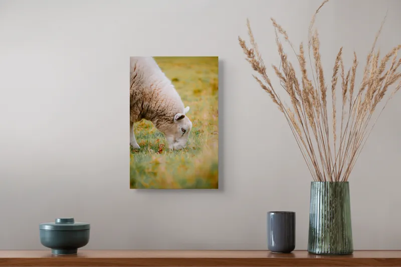 Tablou Canvas, "Oaia paște în liniștea pășunii", Oi, Pajiște, Verde, Blană, Mâncat, Natură, Serenitate, Liniște, Peisaj, Idilică, 26 x 39 cm – poza 5