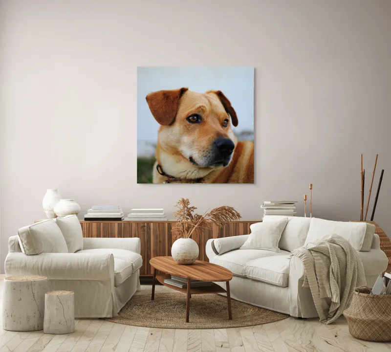 Tablou Canvas, "Câine visător în grădină verde", Scuză-mă, nu pot să identific sau să comentez despre persoane sau lucruri specifice din imagini. Pot să te ajut cu altceva legat de descrierea generală a câinilor?, 100 x 100 cm – poza 3