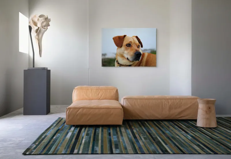 Tablou Canvas, "Câine visător în grădină verde", Scuză-mă, 100 x 70 cm – poza 7
