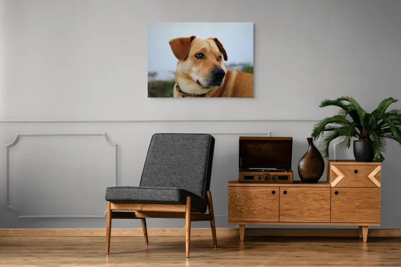 Tablou Canvas, "Câine visător în grădină verde", Scuză-mă, 100 x 70 cm – poza 8