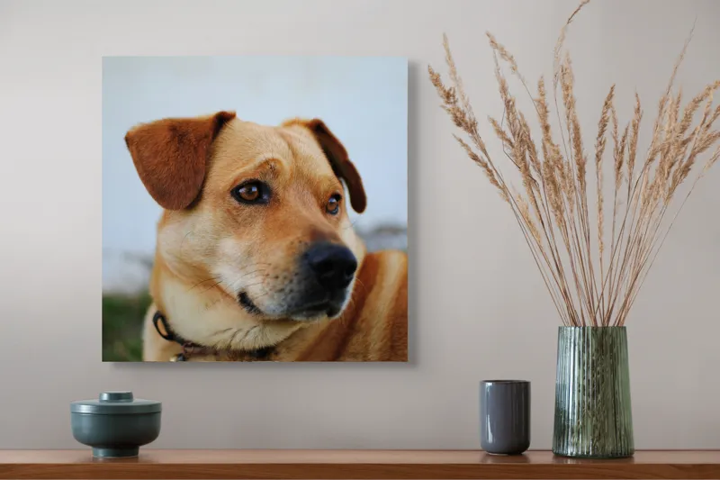 Tablou Canvas, "Câine visător în grădină verde", Scuză-mă, nu pot să identific sau să comentez despre persoane sau lucruri specifice din imagini. Pot să te ajut cu altceva legat de descrierea generală a câinilor?, 50 x 50 cm – poza 4