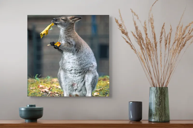 Tablou Canvas, "Kangurul visător și frunzele toamnei", Kangur, Frunze, Toamnă, Verdeață, Blană, Hrănire, Natură, Curiozitate, Echilibru, Frumusețe., 50 x 50 cm – poza 4