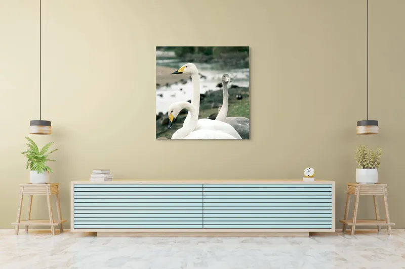 Tablou Canvas, "Grațioase lebede lângă apă liniștită", Grație, Eleganță, Serenitate, Liniște, Natură, Armonie, Frumusețe, Contemplare, 100 x 100 cm – poza 5