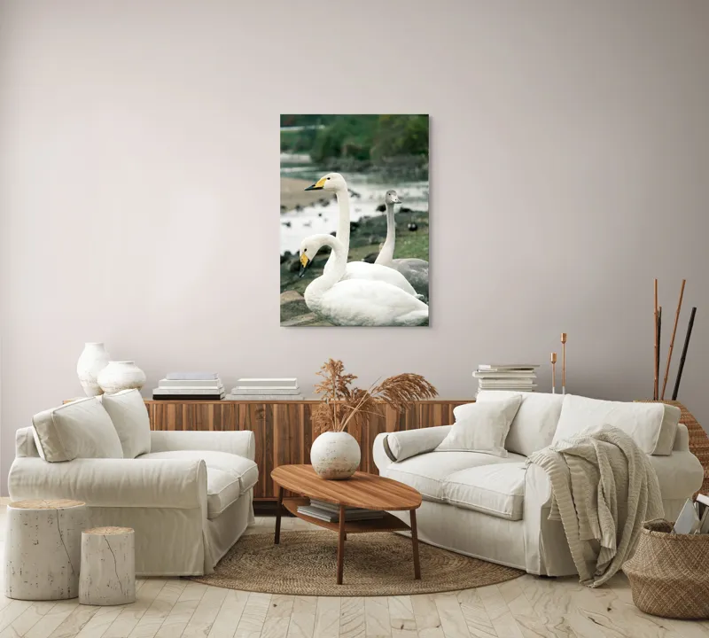 Tablou Canvas, "Grațioase lebede lângă apă liniștită", Grație, Eleganță, Serenitate, Liniște, Natură, Armonie, Frumusețe, Contemplare, 70 x 100 cm – poza 4