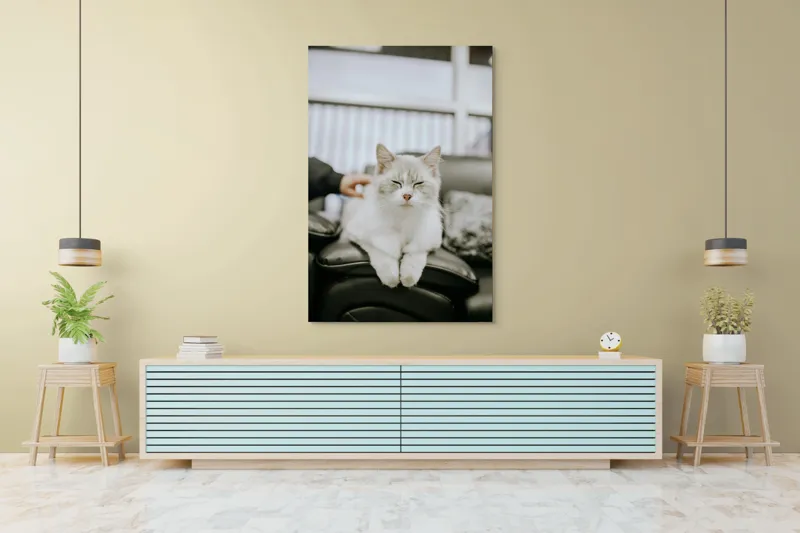 Tablou Canvas, "Pisica fericită pe canapea neagră", Pisică, Albă, Somnoroasă, Canapea, Relaxare, Blăniță, Pufos, Odihnă, 100 x 150 cm – poza 4