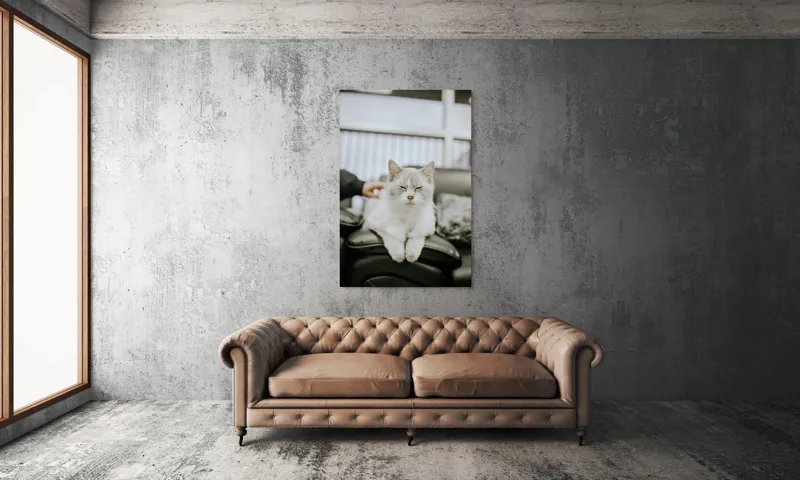 Tablou Canvas, "Pisica fericită pe canapea neagră", Pisică, Albă, Somnoroasă, Canapea, Relaxare, Blăniță, Pufos, Odihnă, 100 x 150 cm – poza 6