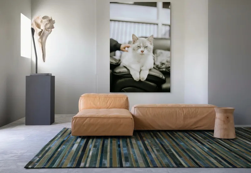Tablou Canvas, "Pisica fericită pe canapea neagră", Pisică, Albă, Somnoroasă, Canapea, Relaxare, Blăniță, Pufos, Odihnă, 100 x 150 cm – poza 7