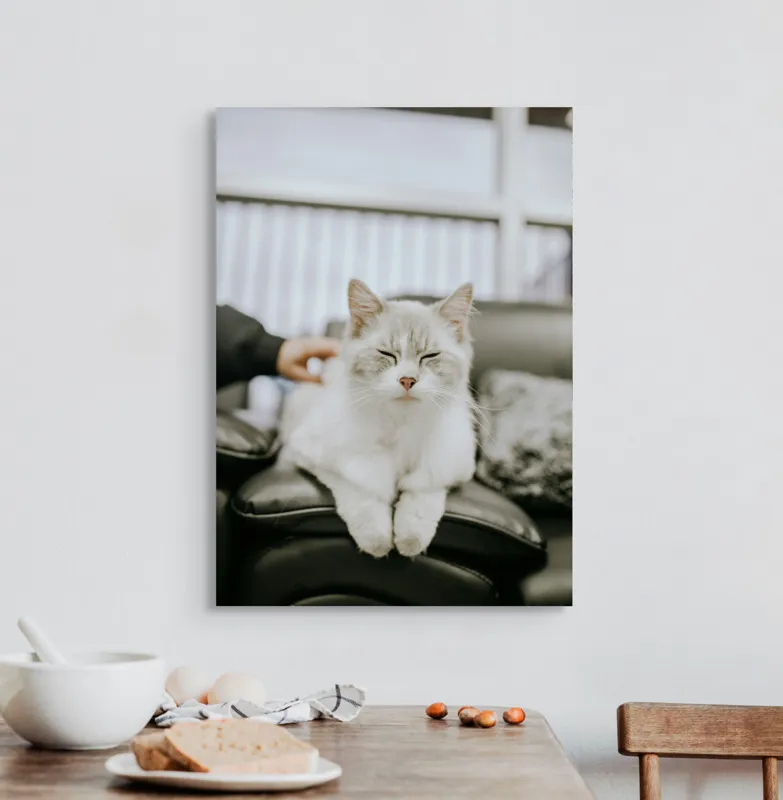Tablou Canvas, "Pisica fericită pe canapea neagră", Pisică, Albă, Somnoroasă, Canapea, Relaxare, Blăniță, Pufos, Odihnă, 50 x 70 cm – poza 3