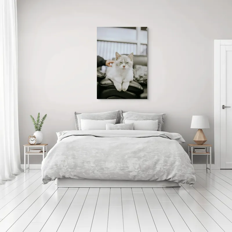 Tablou Canvas, "Pisica fericită pe canapea neagră", Pisică, Albă, Somnoroasă, Canapea, Relaxare, Blăniță, Pufos, Odihnă, 70 x 100 cm – poza 3