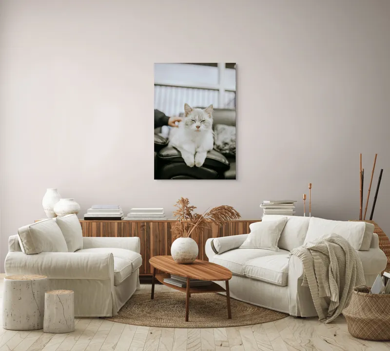 Tablou Canvas, "Pisica fericită pe canapea neagră", Pisică, Albă, Somnoroasă, Canapea, Relaxare, Blăniță, Pufos, Odihnă, 70 x 100 cm – poza 4