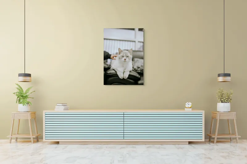 Tablou Canvas, "Pisica fericită pe canapea neagră", Pisică, Albă, Somnoroasă, Canapea, Relaxare, Blăniță, Pufos, Odihnă, 70 x 100 cm – poza 5