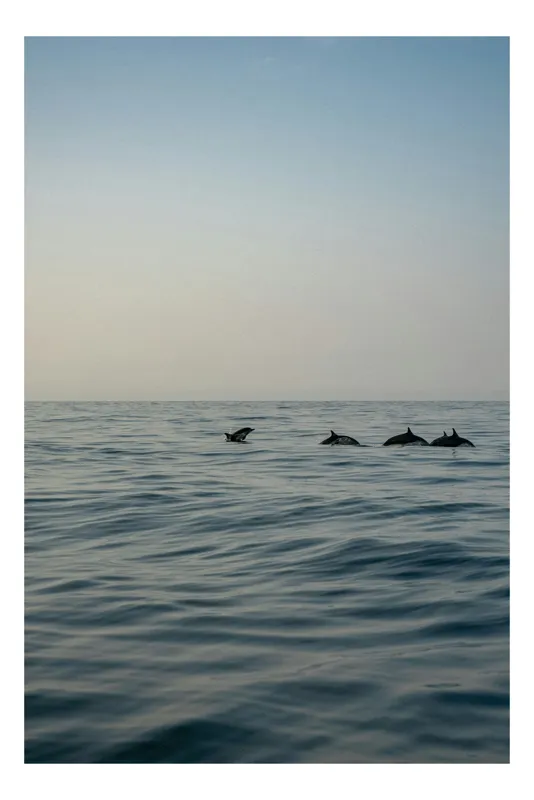 Tablou Canvas, "Delfini în dansul dimineții marine", Ocean, Delfini, Valuri, Orizont, Cer, Apus, 26 x 39 cm