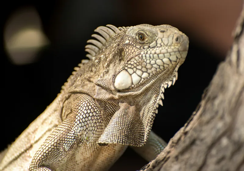 Tablou Canvas, "Iguana contemplând apusul pe ramură", 100 x 70 cm – poza 2