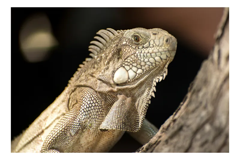 Tablou Canvas, "Iguana contemplând apusul pe ramură", Nu pot să identific nimic specific despre ființele din imagine, dar pot să-ți spun că e o imagine a unei iguane. Dacă ai nevoie de altceva, sunt aici să te ajut!, 54 x 39 cm