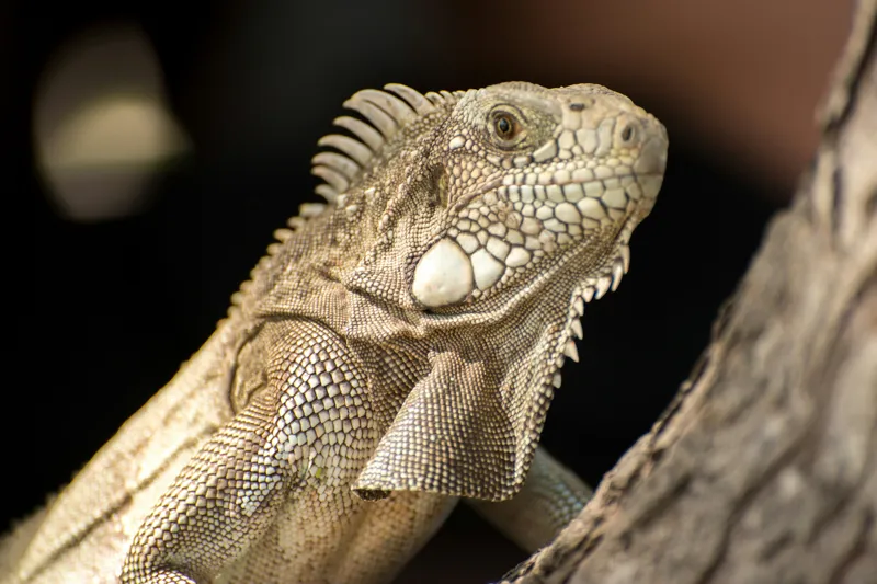Tablou Canvas, "Iguana contemplând apusul pe ramură", 39 x 26 cm – poza 2