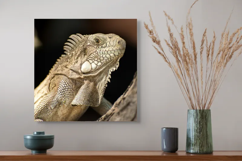 Tablou Canvas, "Iguana contemplând apusul pe ramură", 50 x 50 cm – poza 4