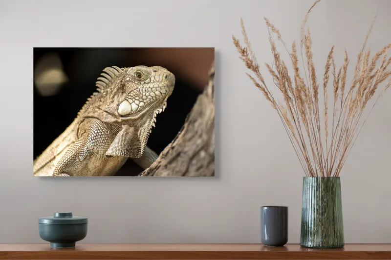 Tablou Canvas, "Iguana contemplând apusul pe ramură", 54 x 39 cm – poza 4