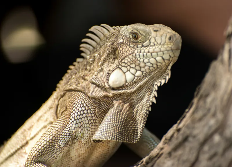 Tablou Canvas, "Iguana contemplând apusul pe ramură", 54 x 39 cm – poza 2