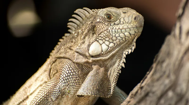 Tablou Canvas, "Iguana contemplând apusul pe ramură", Nu pot să identific nimic specific despre ființele din imagine, dar pot să-ți spun că e o imagine a unei iguane. Dacă ai nevoie de altceva, sunt aici să te ajut!, 90 x 50 cm – poza 2