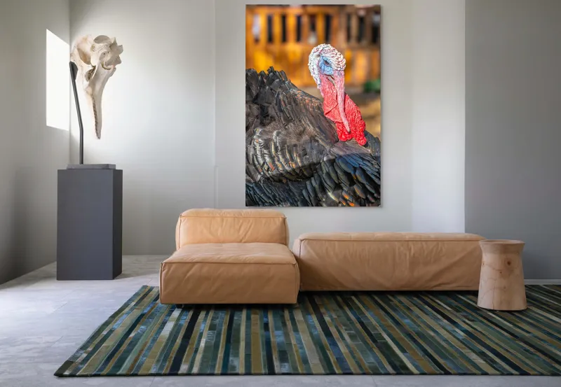 Tablou Canvas, "Curcanul în splendoarea toamnei", Curcan, Penaj, Roșu, Textură, Zburlit, Natură, Contrast, Detaliu, Viu, Berbece., 100 x 150 cm – poza 7