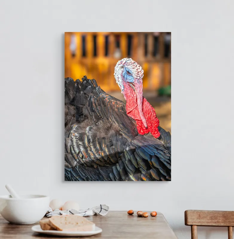Tablou Canvas, "Curcanul în splendoarea toamnei", Curcan, Penaj, Roșu, Textură, Zburlit, Natură, Contrast, Detaliu, Viu, Berbece., 50 x 70 cm – poza 3