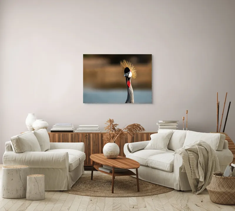 Tablou Canvas, "Elegantul dans al cocorului în soare", Nu pot spune cine este în imagine, dar pot descrie vizual: Pene, Creastă, Roșu, Negru, Pasăre, Elegant, Curios, Fundal Blur., 100 x 70 cm – poza 3