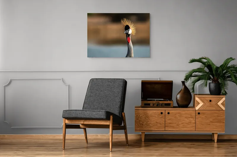 Tablou Canvas, "Elegantul dans al cocorului în soare", Nu pot spune cine este în imagine, dar pot descrie vizual: Pene, Creastă, Roșu, Negru, Pasăre, Elegant, Curios, Fundal Blur., 100 x 70 cm – poza 8