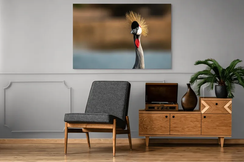 Tablou Canvas, "Elegantul dans al cocorului în soare", Nu pot spune cine este în imagine, dar pot descrie vizual: Pene, Creastă, Roșu, Negru, Pasăre, Elegant, Curios, Fundal Blur., 150 x 100 cm – poza 8