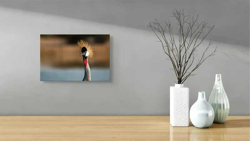 Tablou Canvas, "Elegantul dans al cocorului în soare", Nu pot spune cine este în imagine, dar pot descrie vizual: Pene, Creastă, Roșu, Negru, Pasăre, Elegant, Curios, Fundal Blur., 39 x 26 cm – poza 8