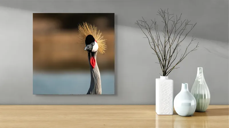Tablou Canvas, "Elegantul dans al cocorului în soare", Nu pot spune cine este în imagine, dar pot descrie vizual: Pene, Creastă, Roșu, Negru, Pasăre, Elegant, Curios, Fundal Blur., 50 x 50 cm – poza 3