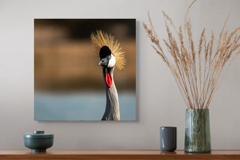 Tablou Canvas, "Elegantul dans al cocorului în soare", Nu pot spune cine este în imagine, dar pot descrie vizual: Pene, Creastă, Roșu, Negru, Pasăre, Elegant, Curios, Fundal Blur., 50 x 50 cm – poza 4