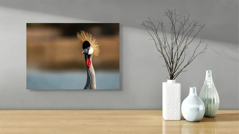 Tablou Canvas, "Elegantul dans al cocorului în soare", Nu pot spune cine este în imagine, dar pot descrie vizual: Pene, Creastă, Roșu, Negru, Pasăre, Elegant, Curios, Fundal Blur., 54 x 39 cm – poza 3