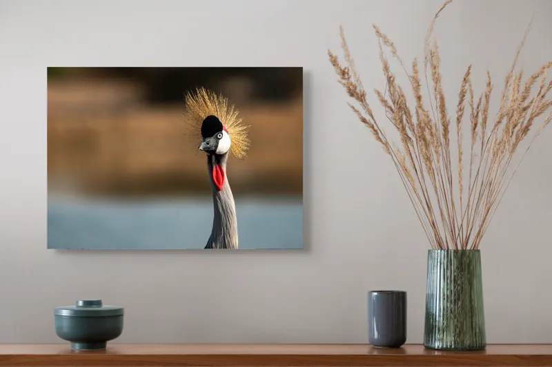 Tablou Canvas, "Elegantul dans al cocorului în soare", Nu pot spune cine este în imagine, dar pot descrie vizual: Pene, Creastă, Roșu, Negru, Pasăre, Elegant, Curios, Fundal Blur., 54 x 39 cm – poza 4