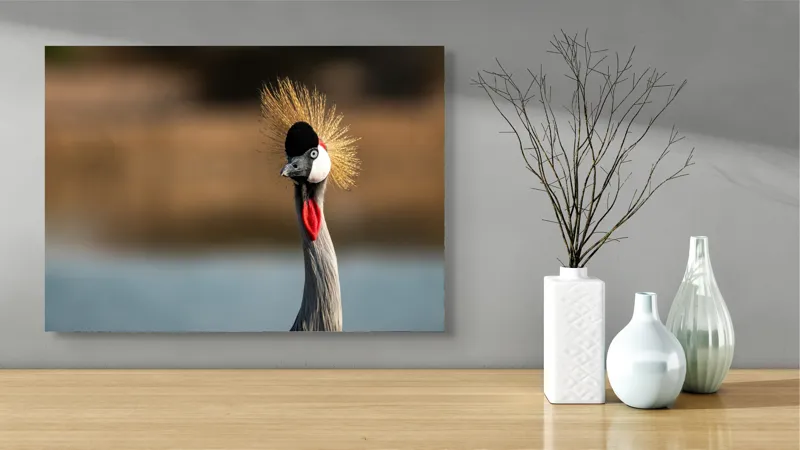 Tablou Canvas, "Elegantul dans al cocorului în soare", Nu pot spune cine este în imagine, dar pot descrie vizual: Pene, Creastă, Roșu, Negru, Pasăre, Elegant, Curios, Fundal Blur., 70 x 50 cm – poza 3