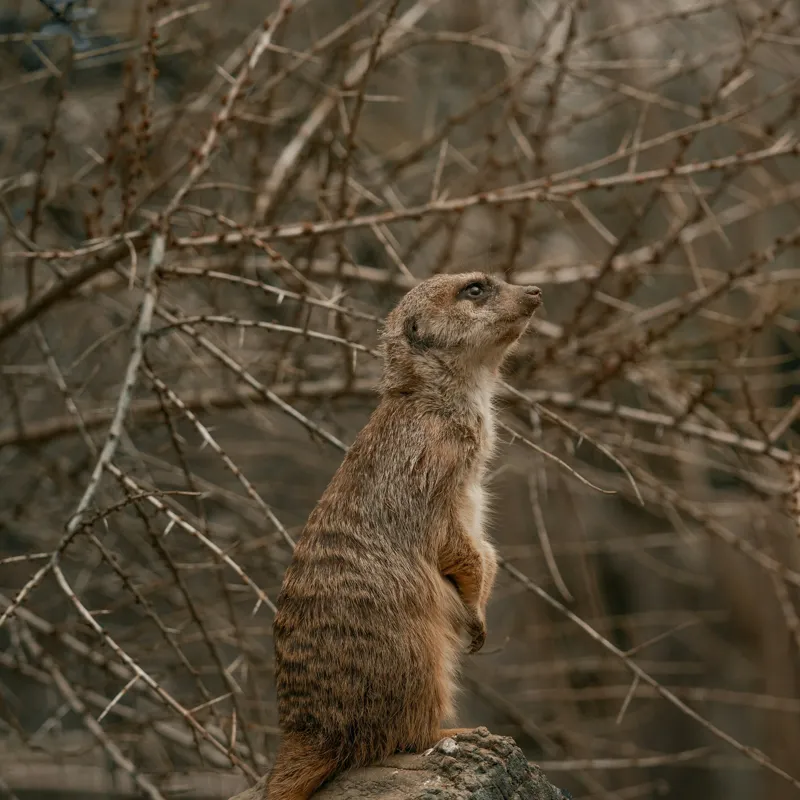 Tablou Canvas, "Suricata supraveghind tărâmul uscatomorfic", Meerkat, Observant, Alert, Thorny, Subdued, Brown, Branches, 100 x 100 cm – poza 2