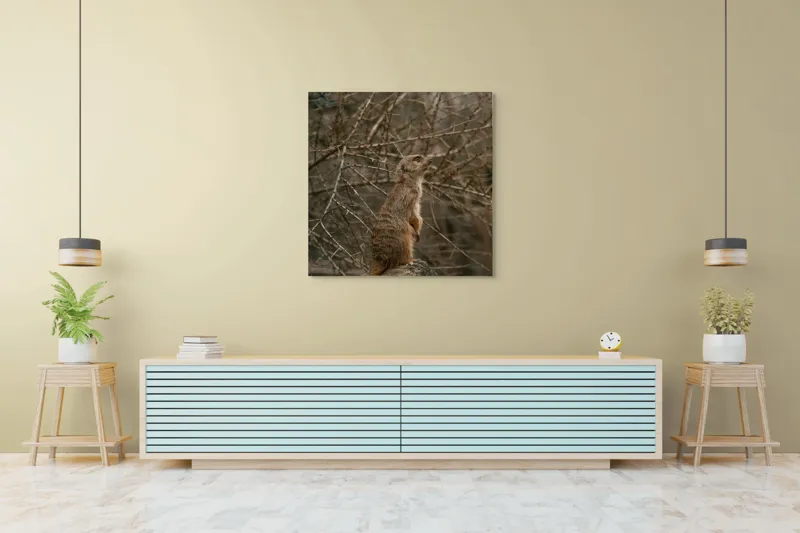 Tablou Canvas, "Suricata supraveghind tărâmul uscatomorfic", Meerkat, Observant, Alert, Thorny, Subdued, Brown, Branches, 100 x 100 cm – poza 5