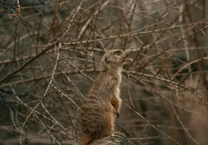 Tablou Canvas, "Suricata supraveghind tărâmul uscatomorfic", Meerkat, Observant, Alert, Thorny, Subdued, Brown, Branches, 100 x 70 cm – poza 2
