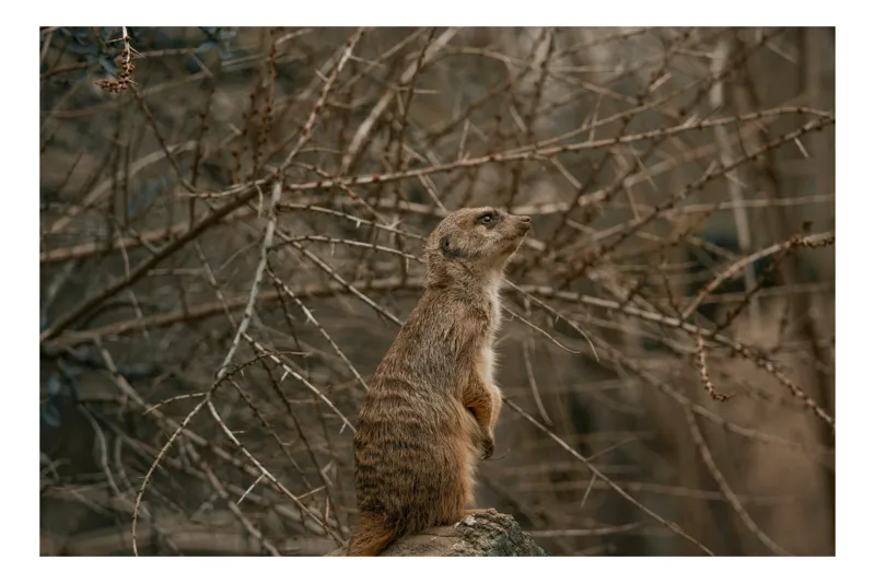 Tablou Canvas, "Suricata supraveghind tărâmul uscatomorfic", Meerkat, Observant, Alert, Thorny, Subdued, Brown, Branches, 39 x 26 cm