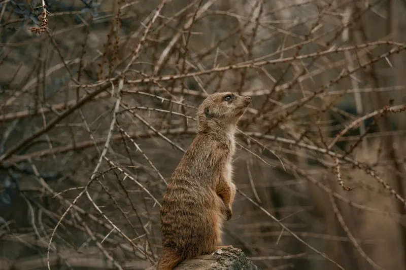 Tablou Canvas, "Suricata supraveghind tărâmul uscatomorfic", Meerkat, Observant, Alert, Thorny, Subdued, Brown, Branches, 150 x 100 cm – poza 2