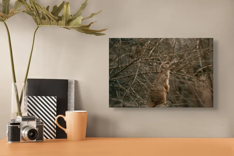 Tablou Canvas, "Suricata supraveghind tărâmul uscatomorfic", Meerkat, Observant, Alert, Thorny, Subdued, Brown, Branches, 39 x 26 cm – poza 3