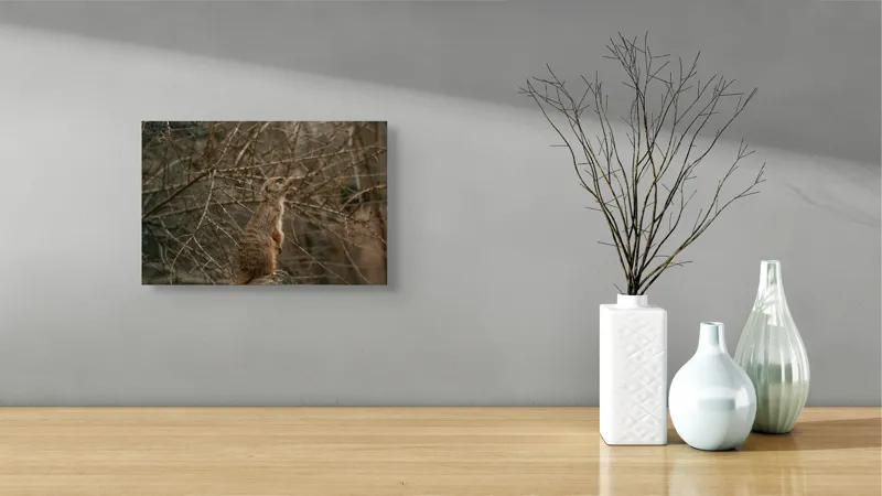 Tablou Canvas, "Suricata supraveghind tărâmul uscatomorfic", Meerkat, Observant, Alert, Thorny, Subdued, Brown, Branches, 39 x 26 cm – poza 8