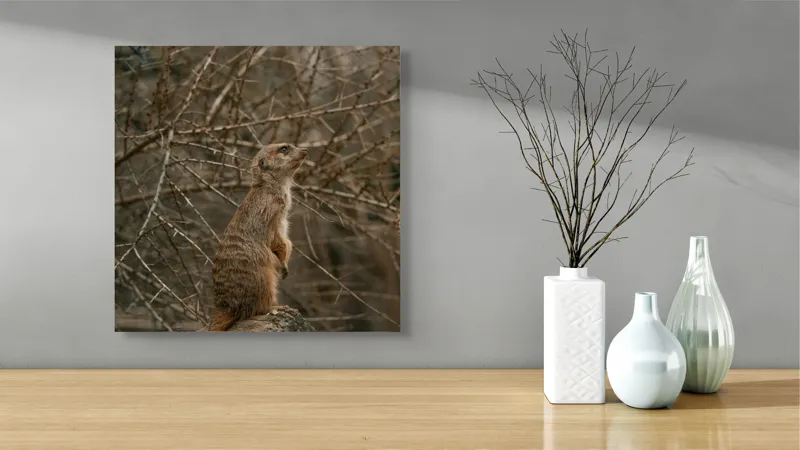 Tablou Canvas, "Suricata supraveghind tărâmul uscatomorfic", Meerkat, Observant, Alert, Thorny, Subdued, Brown, Branches, 50 x 50 cm – poza 3