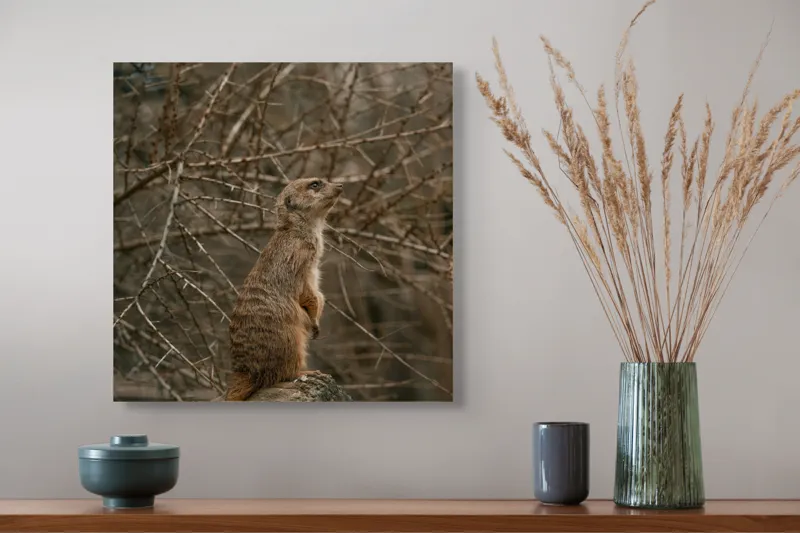 Tablou Canvas, "Suricata supraveghind tărâmul uscatomorfic", Meerkat, Observant, Alert, Thorny, Subdued, Brown, Branches, 50 x 50 cm – poza 4