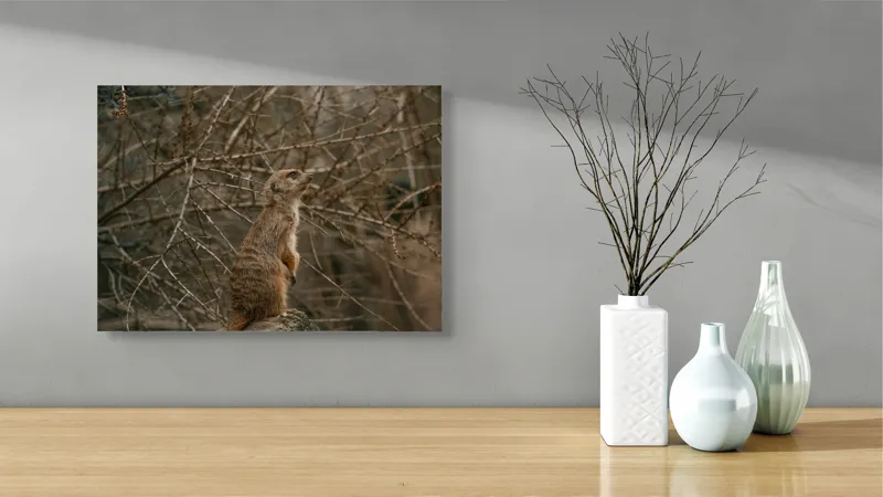 Tablou Canvas, "Suricata supraveghind tărâmul uscatomorfic", Meerkat, Observant, Alert, Thorny, Subdued, Brown, Branches, 54 x 39 cm – poza 3